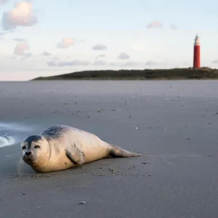 公寓 In Netherlands Near The Coast Westermient