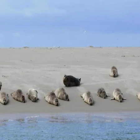 In Netherlands Near The Coast 公寓 *